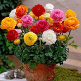All Seasons Ranunculus Flower Mixed Color Seeds Pack 50+ Seeds Ranunculus