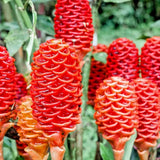 LIVE PLANT Ð Shampoo Ginger (Zingiber Zerumbet) | Pine Cone Ginger 1 Live Plant Lily