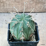 D6202 EUPHORBIA VALIDA ARROW pot7-H7-W7 cm MaMa Cactus Green Plant