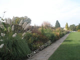 Photo 6x4 Pampas grass within RHS Wisley At the start of the walkway up t c2009 Pampas Grass