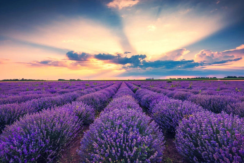 500 TRUE ENGLISH LAVENDER VERA Lavandula Angustifolia Herb Flower Seeds *Flat SH Flowering Plants
