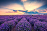 500 TRUE ENGLISH LAVENDER VERA Lavandula Angustifolia Herb Flower Seeds *Flat SH Flowering Plants