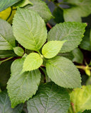 500 CLOVE BASIL Ocimum Basilicum Herb Flower Seeds Flowering Plants