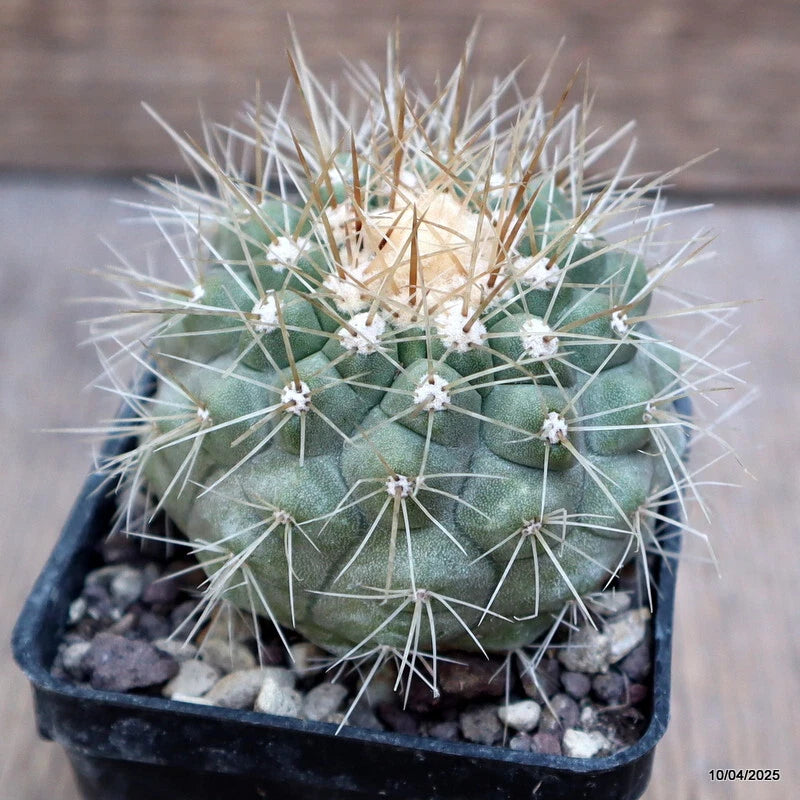 D3828 COPIAPOA KRAINZIANA pot7-H5-W6 cm MaMa Cactus Green Plant