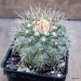 D3828 COPIAPOA KRAINZIANA pot7-H5-W6 cm MaMa Cactus Green Plant