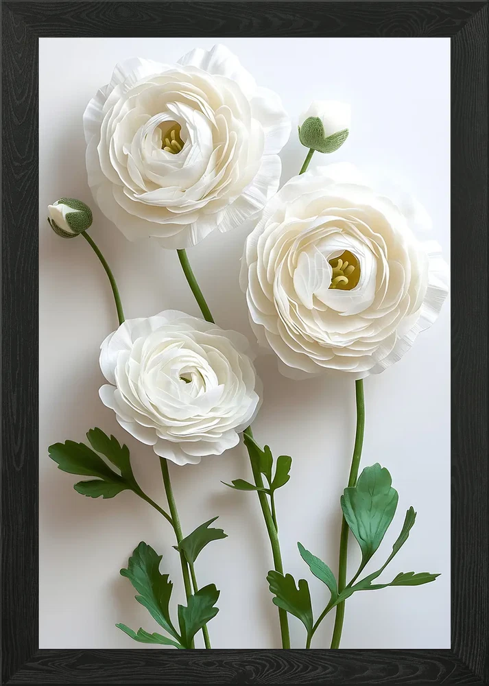 White Ranunculus Flowers Framed Wall Art Poster Canvas Print Picture Ranunculus
