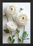 White Ranunculus Flowers Framed Wall Art Poster Canvas Print Picture Ranunculus
