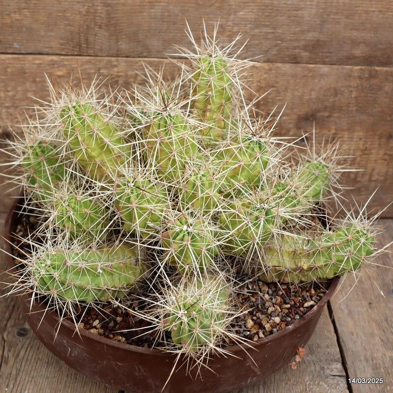 Green potted cactus with multiple stems and long white spines in a brown pot