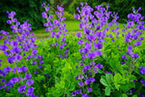 50 BLUE WILD INDIGO (False Indigo) Baptisia Australis Flower Seeds Flowering Plants