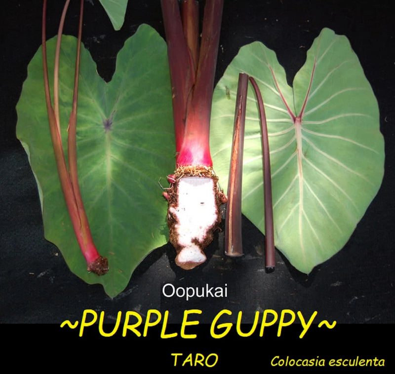 ~ÔOÔOPUKAI~ PURPLE GUPPY edible TARO Colocasia HAWAIIAN live small starter Plant Flowering Plants