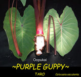 ~ÔOÔOPUKAI~ PURPLE GUPPY edible TARO Colocasia HAWAIIAN live small starter Plant Flowering Plants