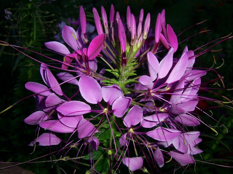 100+ Cleome seeds / Spider Flower, organically grown, harvested 09/2025 FREE S/H Garden Plants