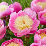 2/3 Eyes, Bowl of Beauty Peony Flower Bulbsbare Roots (Bag of 3) Peony