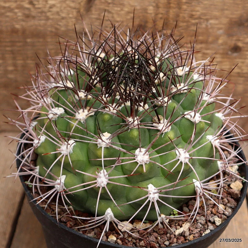 Gymnocalycium saglionis cactus in pot, round green body with long white spines and buds