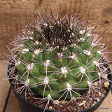 A7117 GYMNOCALYCIUM SAGLIONIS pot18-H11-W16 cm MaMa Cactus Green Plant