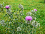 200+ Spear (Bull) Thistle Seeds for Garden Planting - USA - FREE SHIPPING! Garden Plants