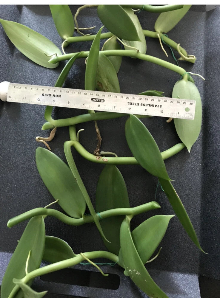 Fresh Vanilla Bean orchid cuttings with green stems and leaves, about 10 in.