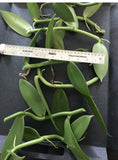 Fresh Vanilla Bean orchid cuttings with green stems and leaves, about 10 in.