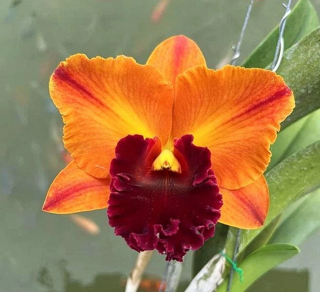 Orange and burgundy Cattleya orchid bloom with green leaves