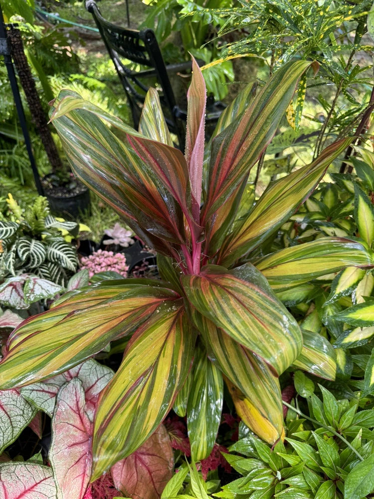 Cordyline fruticosa plant with variegated red and green strap leaves in an outdoor pot