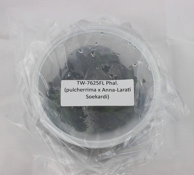 Orchid tissue culture flask in clear bag, label TW-7625F Phal. pulcherrima x Anna-Larati Soekardi