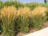 TALL DECORATIVE/ORNAMENTAL PAMPAS GRASS  PLANT 4-8 INCH SET OF 3 STARTERS Pampas Grass