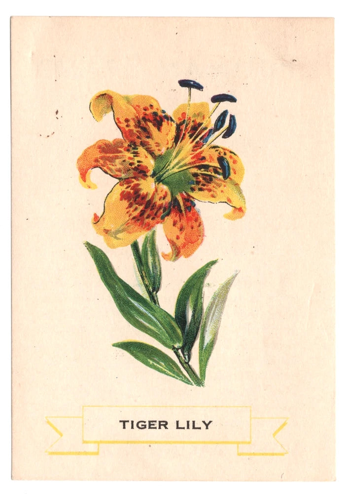 Tiger lily greeting card with colorful flower illustration and 'TIGER LILY' banner