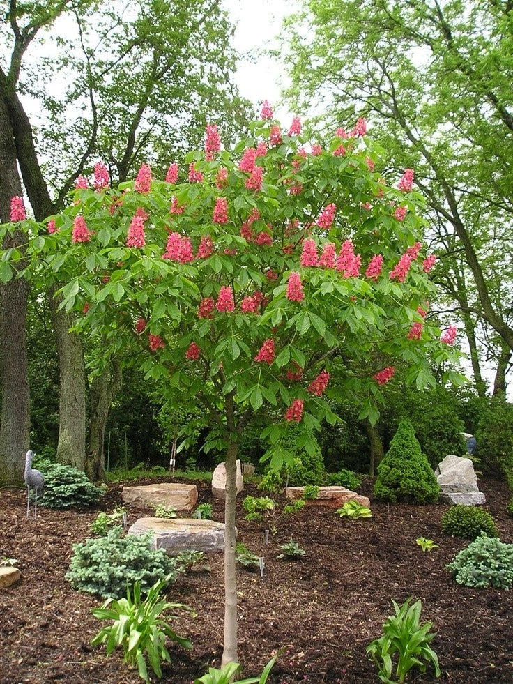 Buckeye Red Tree 2 Bare-root (Aesculus Pavia/firecracker plant) Green Plant