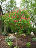 Buckeye Red Tree 2 Bare-root (Aesculus Pavia/firecracker plant) Green Plant