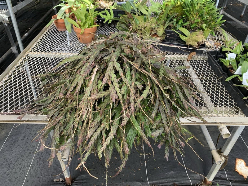 Dendrobium mannii orchid plant with drooping purple-brown stems and leaves