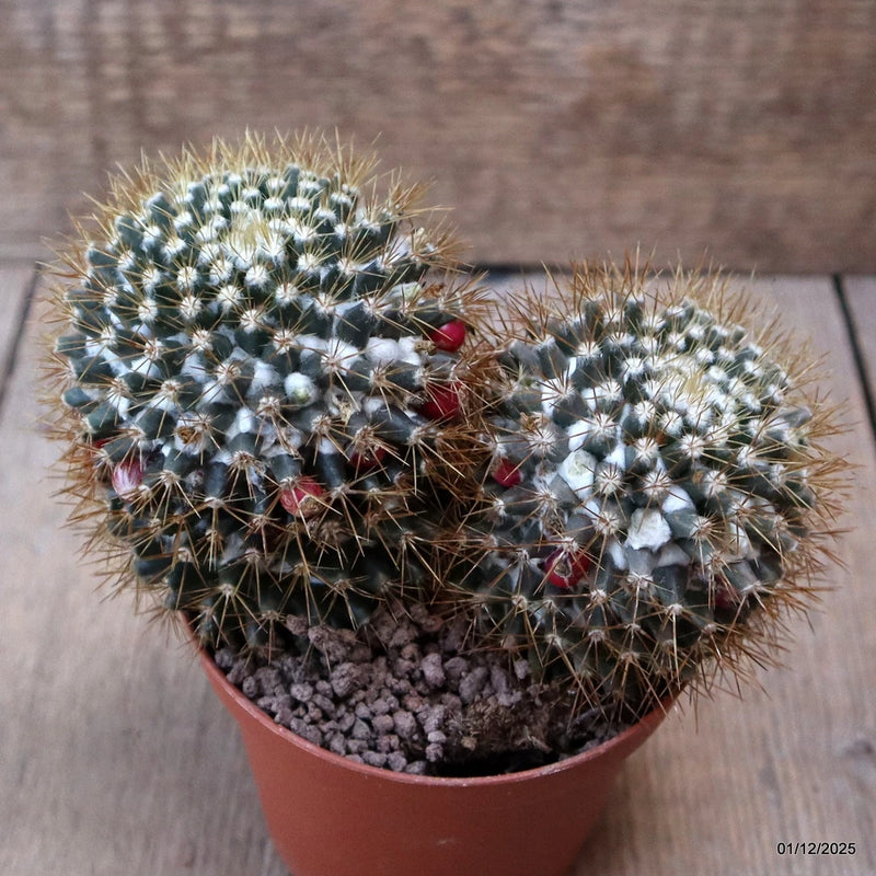 D7613 MAMMILLARIA NIVOSA pot10-H10-W14 cm MaMa Cactus Green Plant