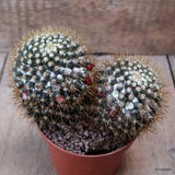 D7613 MAMMILLARIA NIVOSA pot10-H10-W14 cm MaMa Cactus Green Plant