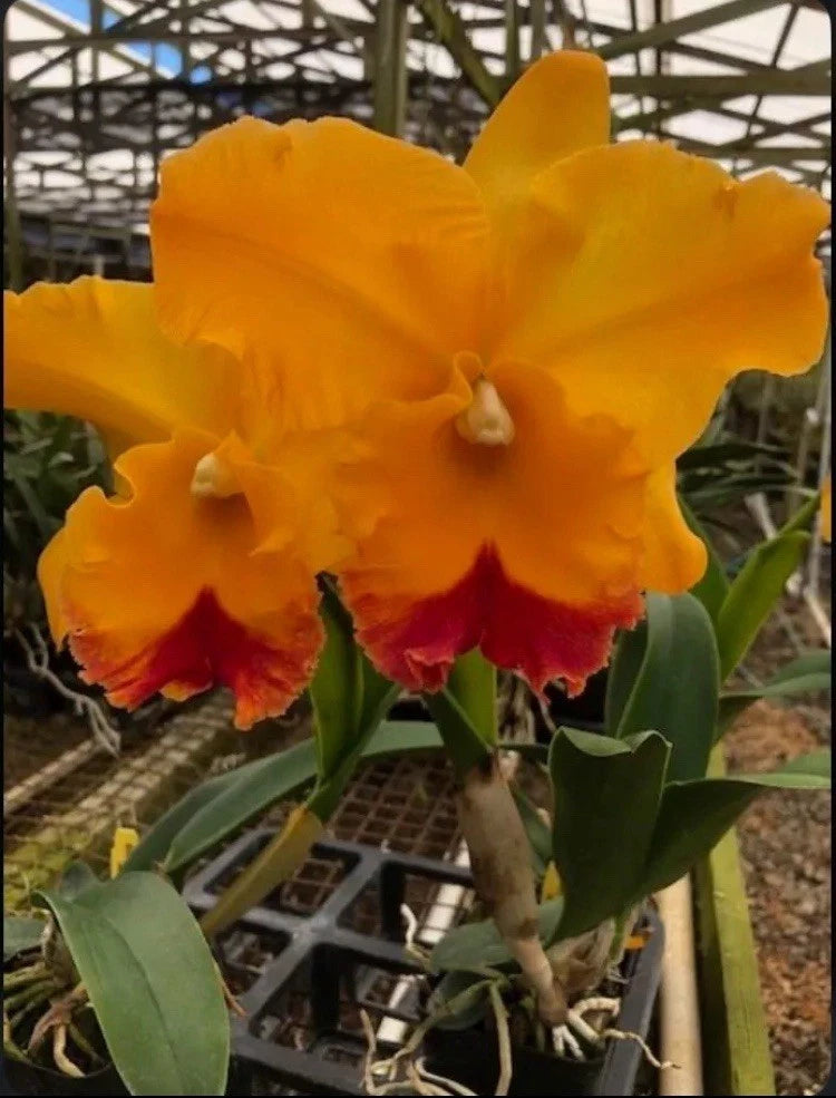 Orange-red fragrant orchid hybrid flower on potted plant with green leaves