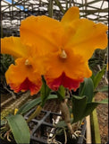 Cattleya Rlc Yasuji Takasaki Orange Red ÔHawaiiÕ Fragrant Orchid Hybrid 2Ó Pot Orchids