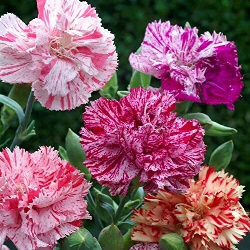 Double Picotee Mix Carnation Seeds | Heirloom | Free Shipping | Seed Store 1251 Flowering Plants