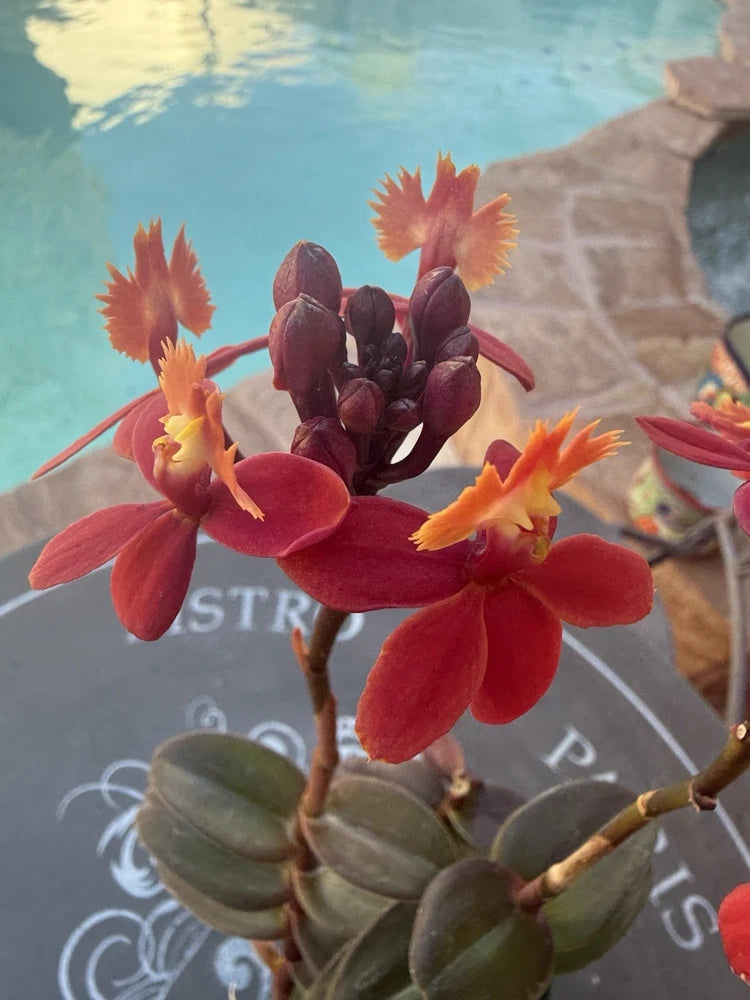 ORCHID PLANTS EpI Red  1 rooted stem no pot Orchids