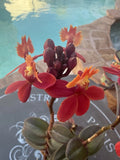 ORCHID PLANTS EpI Red  1 rooted stem no pot Orchids