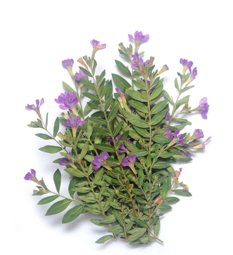 Purple pressed flowers and green leaves for resin crafting