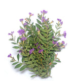 Purple Pressed Flowers with Leaves for Resin Card Making Ð 50/100/200 Flowers Dried Flower