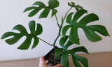 Rhaphidophora tetrasperma | Mini Monstera | Ginny Philodendron | 100_Seeds Garden Plants