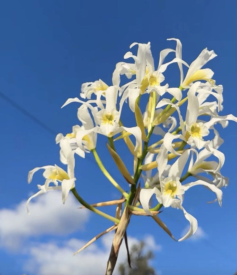 Alba orchid bouquet with white blossoms and yellow centers on green stems