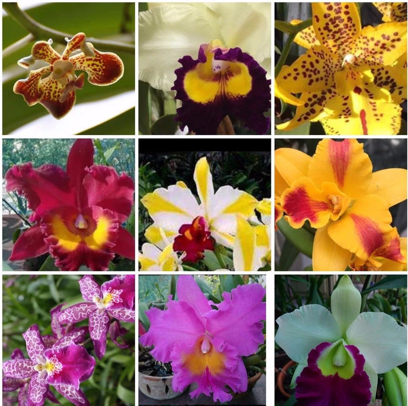 5+ LIVE ORCHIDS Premium (Cattleya, Oncidium,Dendrobium,Vanda,Phalaenopsis) Orchids