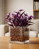 'Purple Heart' plant Orchids