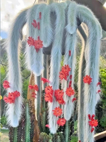 Monkey Tail Cactus Starter Plant - 2in Pot - Well Rooted Succulent - Double Tail Green Plant