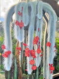Monkey Tail Cactus Starter Plant - 2in Pot - Well Rooted Succulent - Double Tail Green Plant