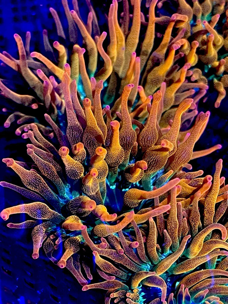 RAINBOW __ ROSE COLORS Bubble tip Anemone - tank raised! BTA Beautiful !! Anemone