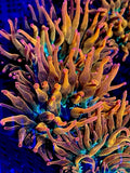 RAINBOW __ ROSE COLORS Bubble tip Anemone - tank raised! BTA Beautiful !! Anemone