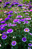 50 BLUE MOON ASTER Callistephus Pompon 2 Tone Flower Seeds *Flat S/H Flowering Plants
