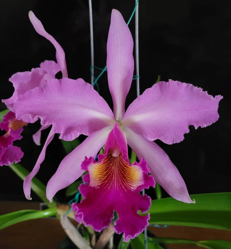 Lavender orchid flower with magenta ruffled lip and yellow center, five petals
