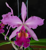 Cattleya hardyana (C. dowiana x C. warscewiczii) lavender Orchids